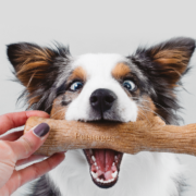 dog with a chew toy