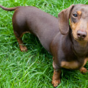 the best toys for dachshunds