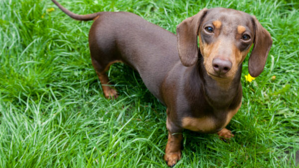 the best toys for dachshunds