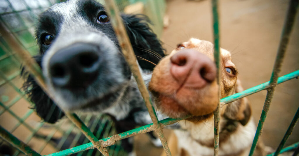 rescue dogs
