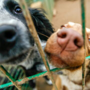 rescue dogs