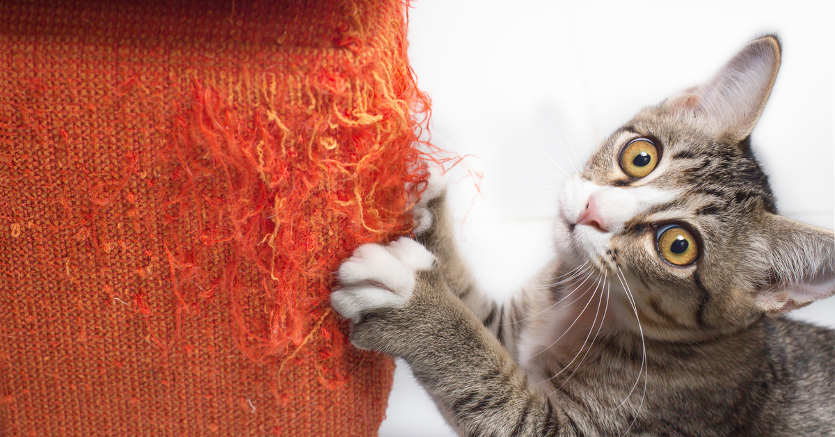 why do cats scratch