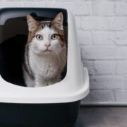 first time cat owner tips cat in litter box