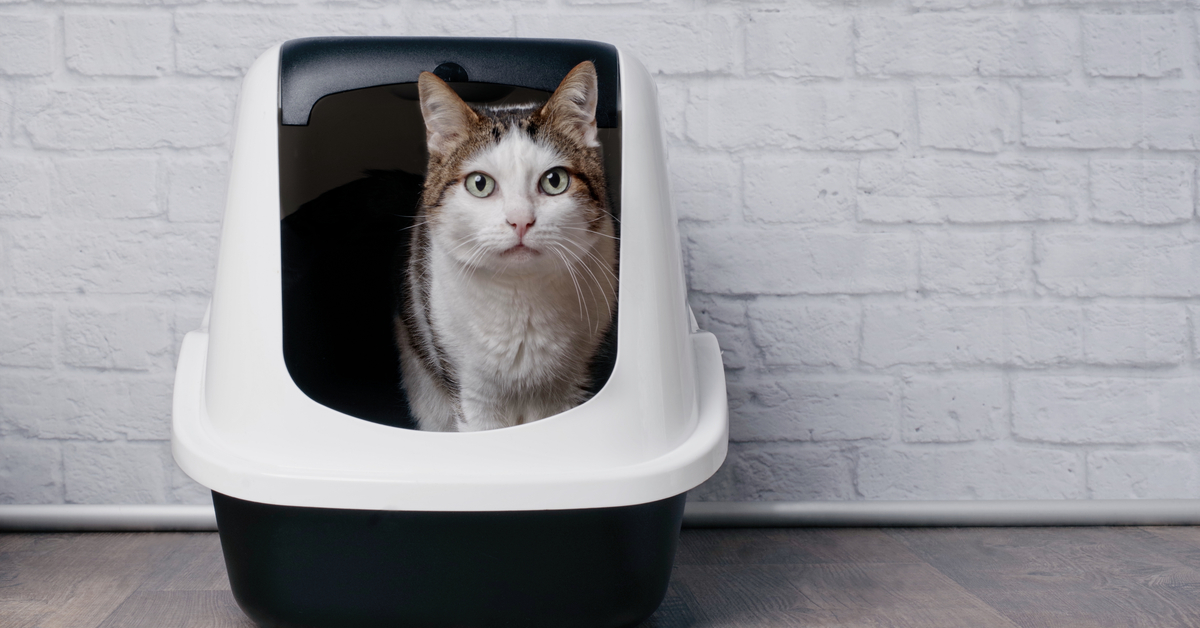 A 5-Step Guide to First Time Cat Adoption
