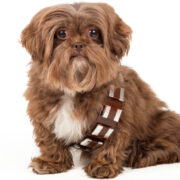 star wars day dog