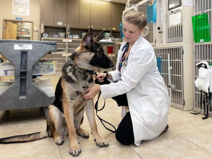 veterinarian and german shepherd