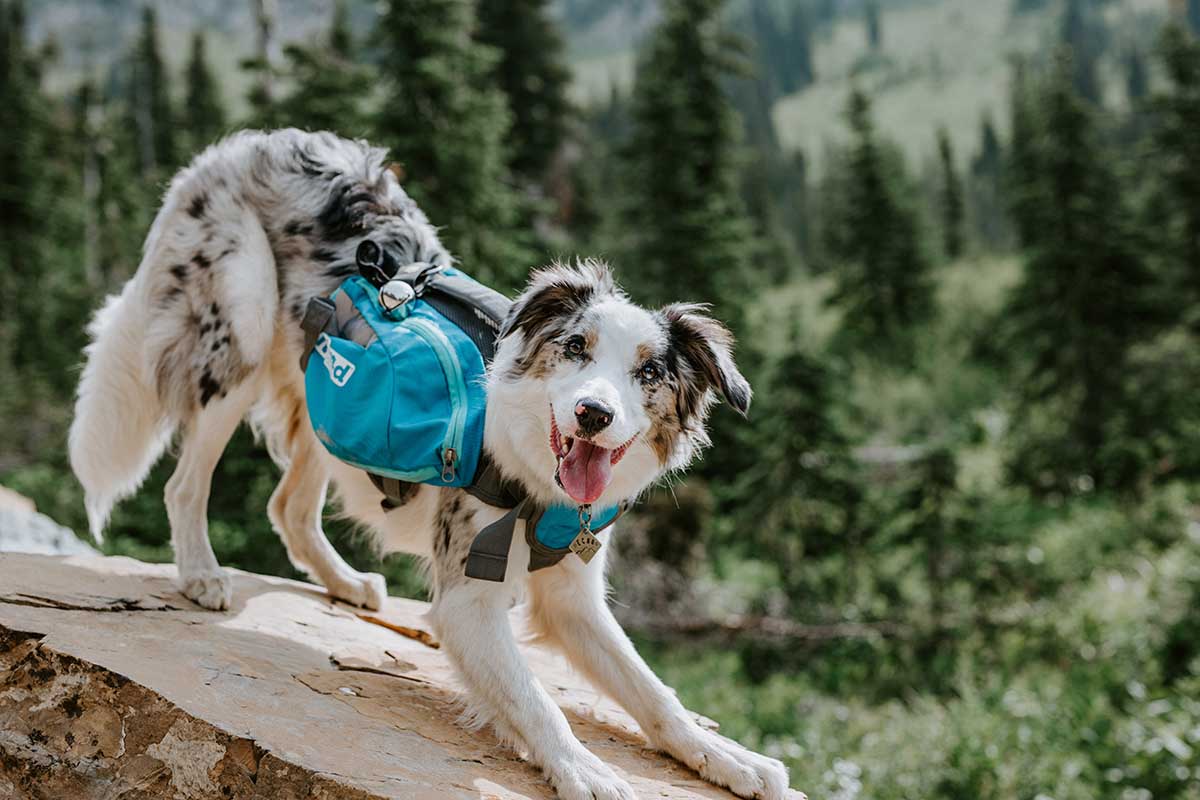 Outward Hound Daypak Dog Backpack Fitting Instructions