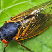brood x my dog ate a cicada