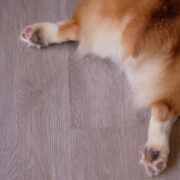 corgi butt how to express anal glands in dogs