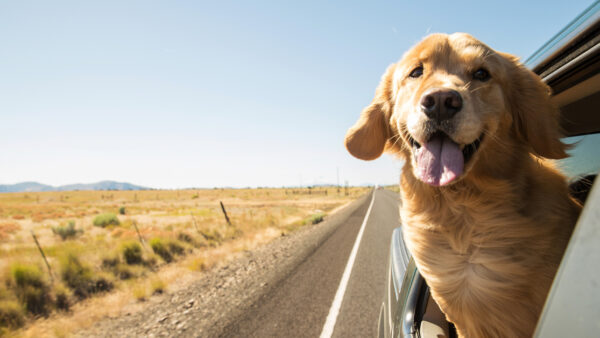 golden in car dog road trip planner
