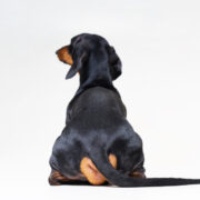 a dog from behind, dog farts smell
