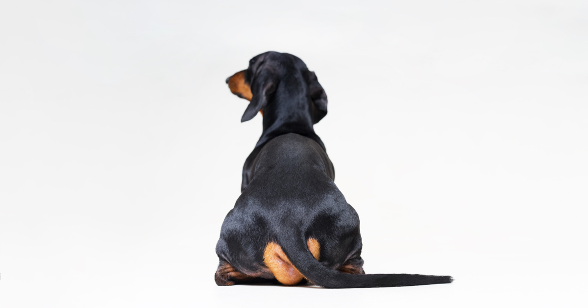 Why Do Dog Farts Smell So Bad Sometimes?