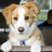 what to keep in your car for your dog