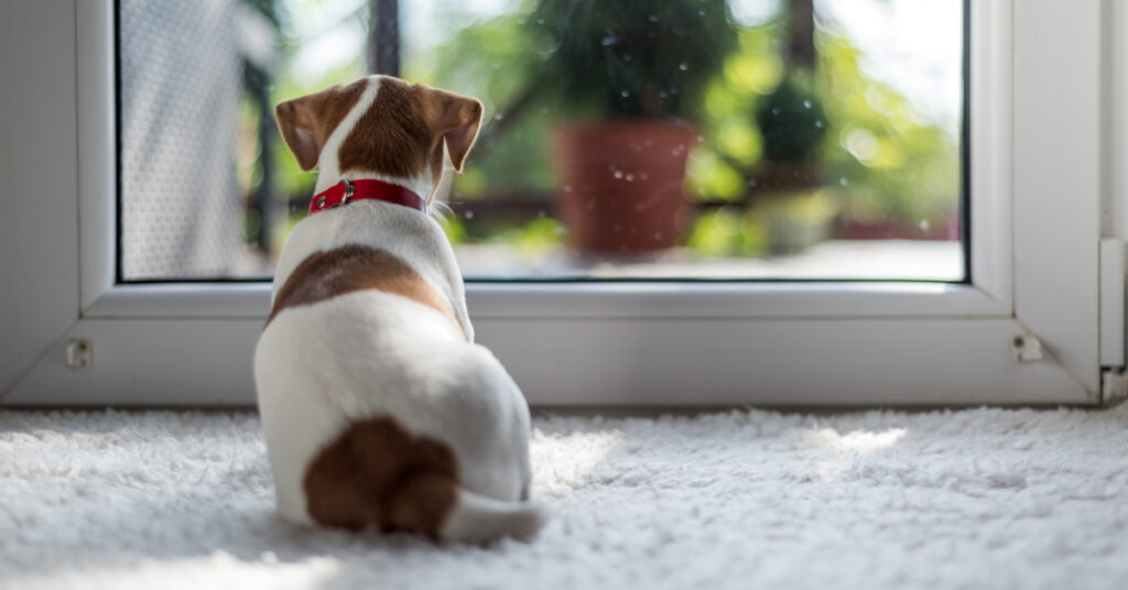 dog staring out door
