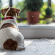 dog home alone staring out door