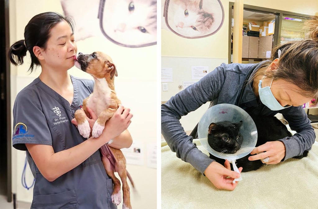 veterinarians