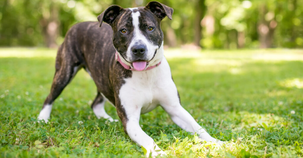 a dog doing a play bow