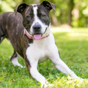 a dog doing a play bow. pitbull awareness monthhow to read dog body language