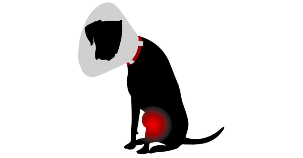 tplo surgery and recovery