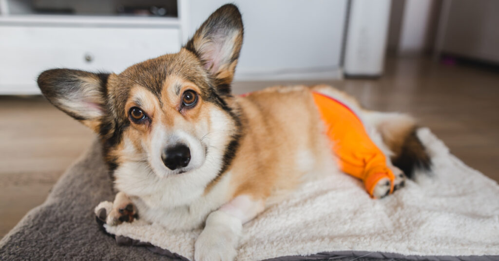 corgi tplo surgery and recovery tips
