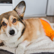 corgi tplo surgery and recovery tips
