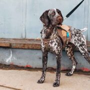 denver most dog-friendly cities