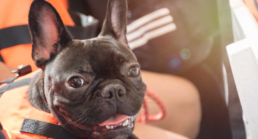french bulldog life jacket