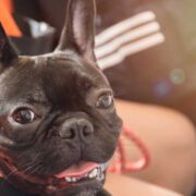 french bulldog life jacket