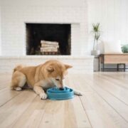 can dogs have greek yogurt