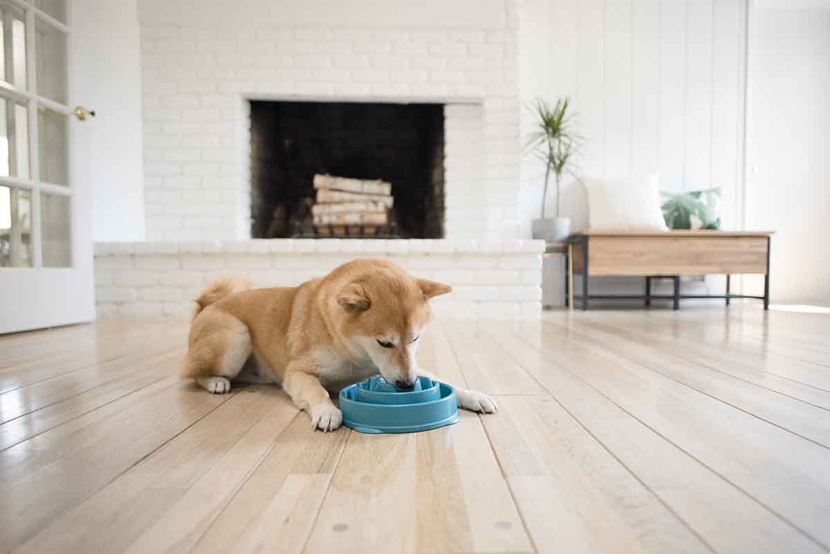 Help! My Dog Doesn’t Chew Food.
