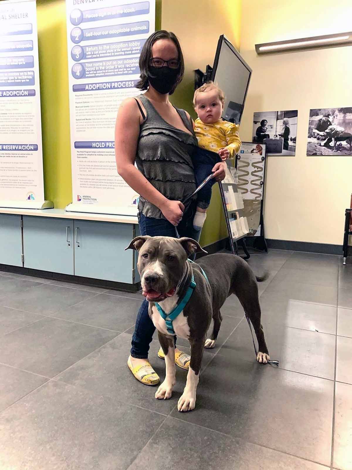 gumdrop the pit bull