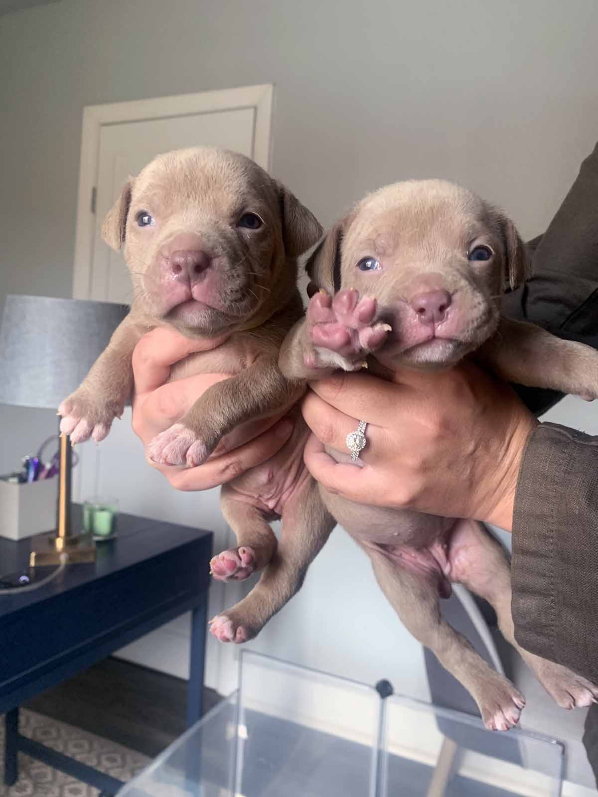 pittie puppies