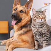 dog and cat on couch