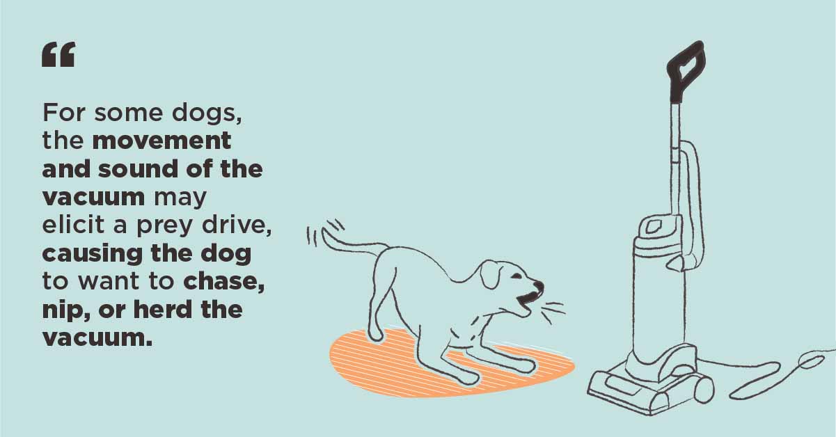 why do dogs hate vacuums