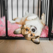 crate training a new puppy corgi