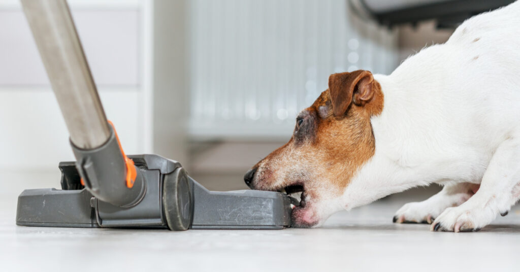why do dogs hate vacuums