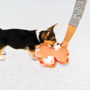 corig puppy with the puppy smart dog puzzle