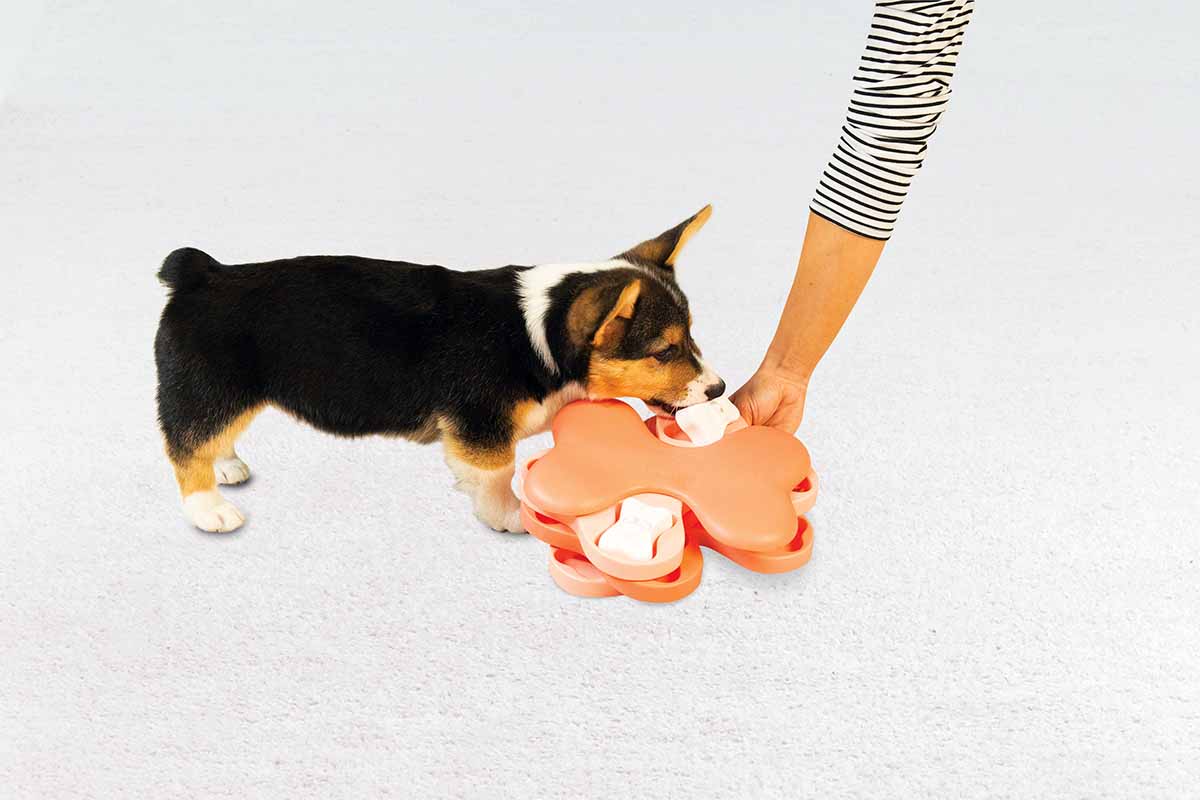 LIFE HACK: Making Pupsicles Using Nina Ottosson Dog Puzzles