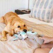 resource guarding in dogs