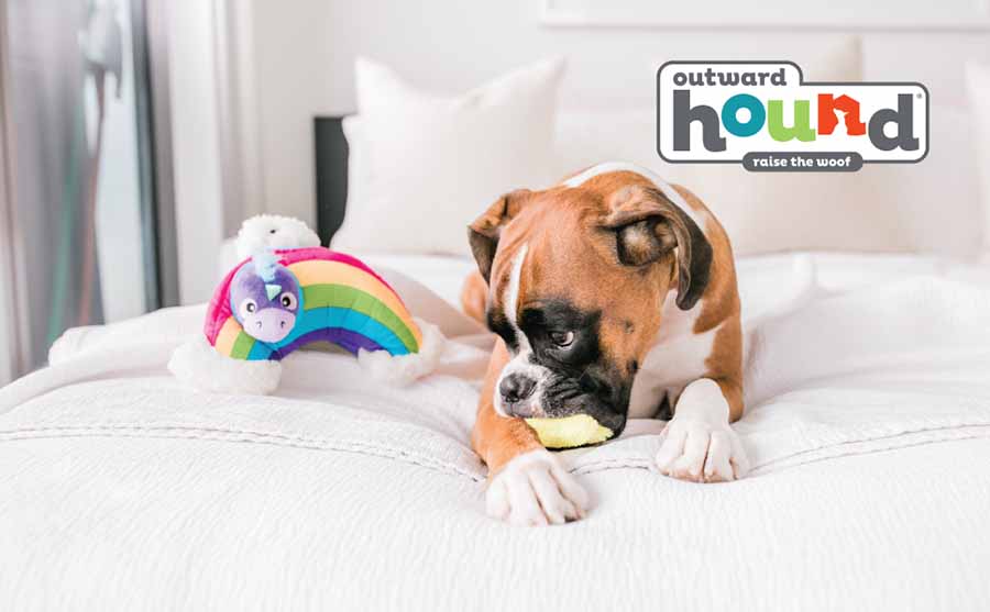 hide a rainbow best dog toys for boredom