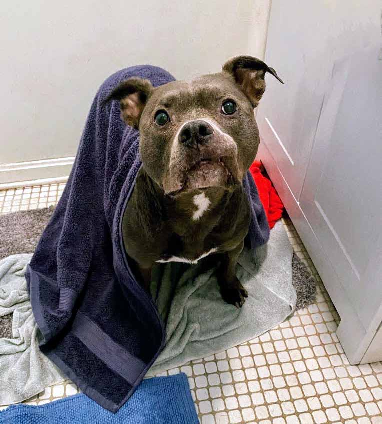 dog wrapped in towels