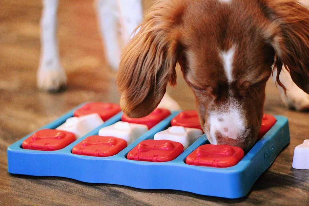 dog brick puzzle