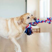 dog tug toy