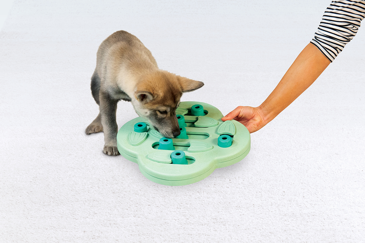 puppy hide n slide mental stimulation for dogs