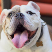 best toys for bulldogs