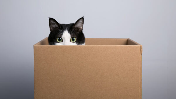 a cat in the box. why do cats love boxes?