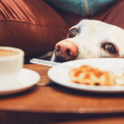 what toxins can cause seizures in dogs: caffine
