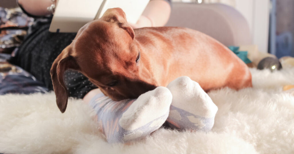 why do dogs lay on your feet