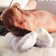 why do dogs lay on your feet