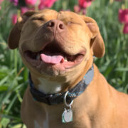 smiling pitbull statistics